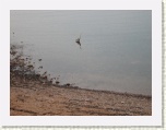 Blue Heron, NW Cape - PEI * 2592 x 1944 * (1.1MB)